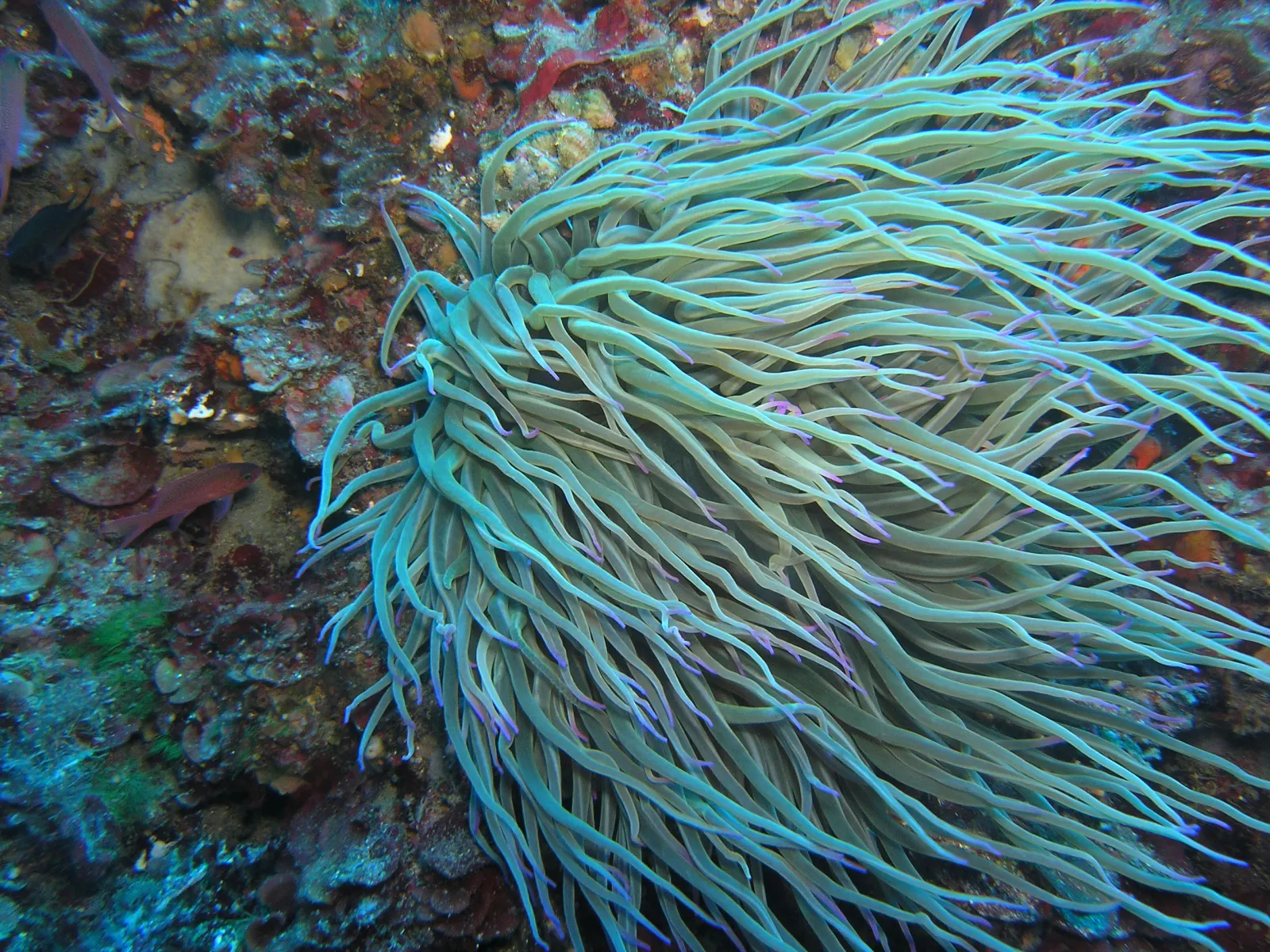 Vista subacquea di un anemone di mare mediterraneo, sfondo del progetto Nautica e Natura