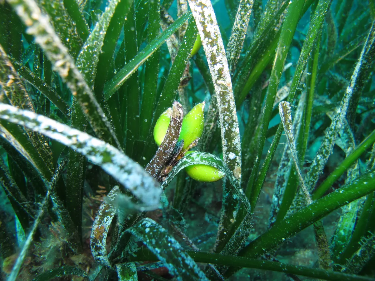 Prateria di Posidonia oceanica con frutti verdi tra le foglie, fotografia subacquea